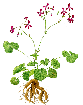 pelargonium-naturalia